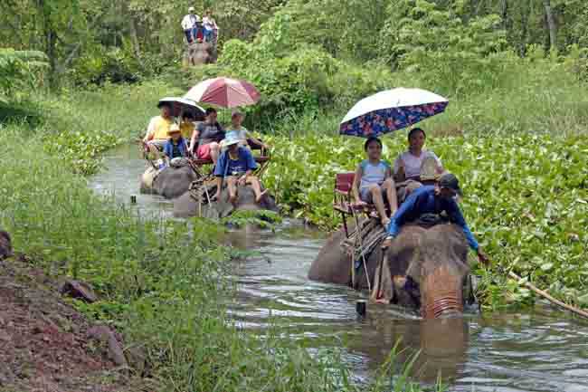 elephant trail-AsiaPhotoStock